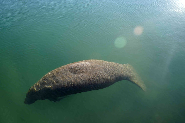 A manatee floats in the warm water of a Florida Power & Light discharge canal, Monday, January 31, 2022, in Fort Lauderdale, Fla. Temperatures were in the 40s Monday morning after a cold front passed over South Florida during the weekend. During the winter months, manatees head for warm waters. (Photo by Lynne Sladky/AP Photo)
