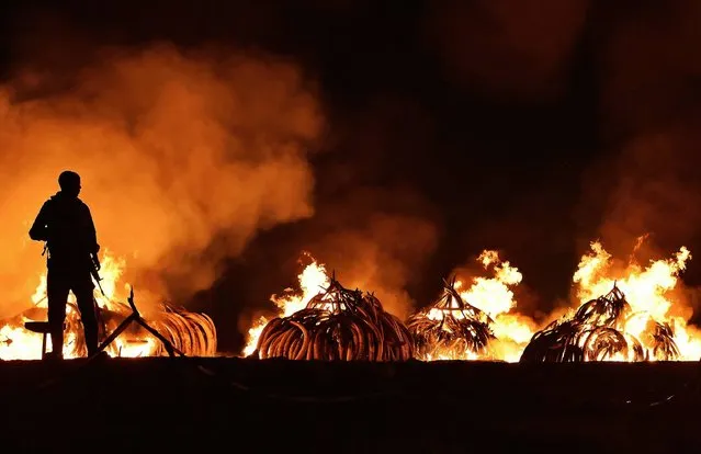 A Kenya Wildlife Services (KWS) ranger stands guard in front illegal stockpiles of burning elephant tusks at the Nairobi National Park on April 30, 2016. Eleven giant pyres of tusks were set alight Saturday as Kenya torched its vast ivory stockpile in a grand gesture aimed at shocking the world into stopping the slaughter of elephants. Lighting the fire in Nairobi's national park, Kenyan President Uhuru Kenyatta demanded a total ban on trade in ivory to end the “murderous” trafficking and prevent the extinction of elephants in the wild. (Photo by Carl De Souza/AFP Photo)