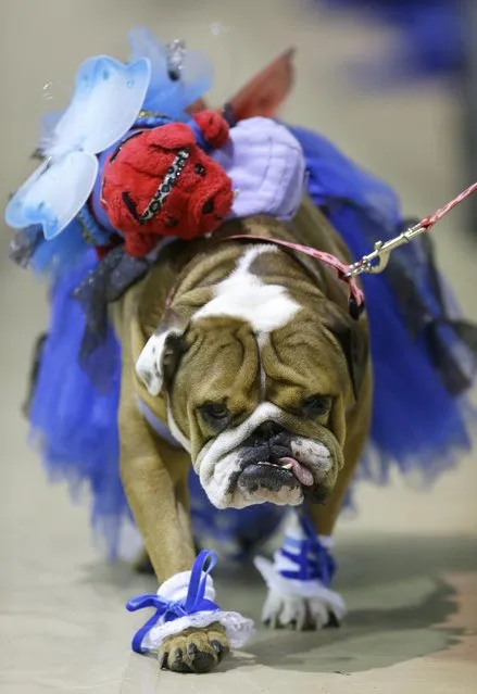 Addie walks across the stage during judging at the 35th annual Drake Relays Beautiful Bulldog Contest, Monday, April 21, 2014, in Des Moines, Iowa. The dog is owned by Lisa Schnathorst, of Olathe, Kansas. (Photo by Charlie Neibergall/AP Photo)