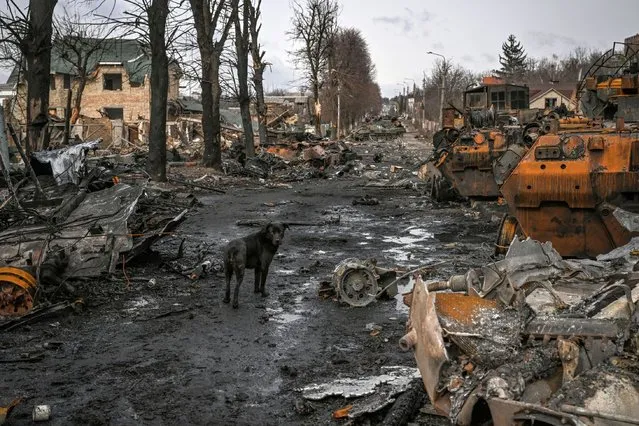 A dog stands between destroyed Russian armored vehicles in the city of Bucha, west of Kyiv, on March 4, 2022. (Photo by Aris Messinis/AFP Photo)