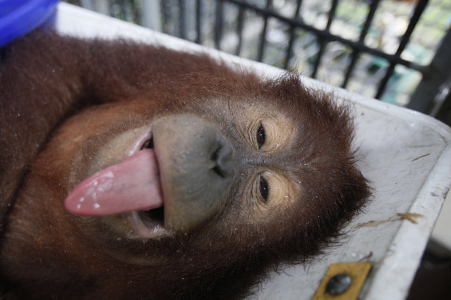 An approximately 8 year-old male orangutan named Siamang reacts under the influence of tranquilizer as it's being prepared to be released into the wild at a rehabilitation center in Kuta Mbelin, North Sumatra, Indonesia, Friday, July 10, 2015. (Photo by Binsar Bakkara/AP Photo)