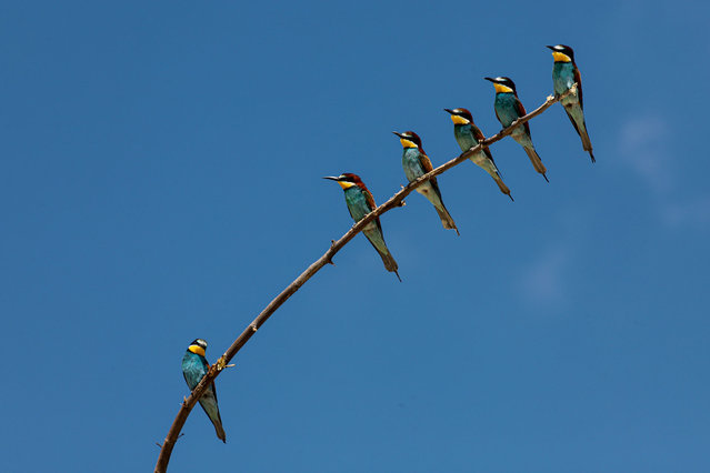 The bee-eaters are seen perched side by side on a branch in Beysehir district of Konya, Turkiye on May 31, 2024. 'Bee-eaters' (Merops apiaster) are distinguished by their sharp beaks along with their colorful feathers. These birds are living near wetlands to find food more easily; their primary food source is insects, especially bees, these birds are distributed across a wide range from Europe to Africa and can be seen in every region of Turkiye. (Photo by Seyit Konyali/Anadolu via Getty Images)