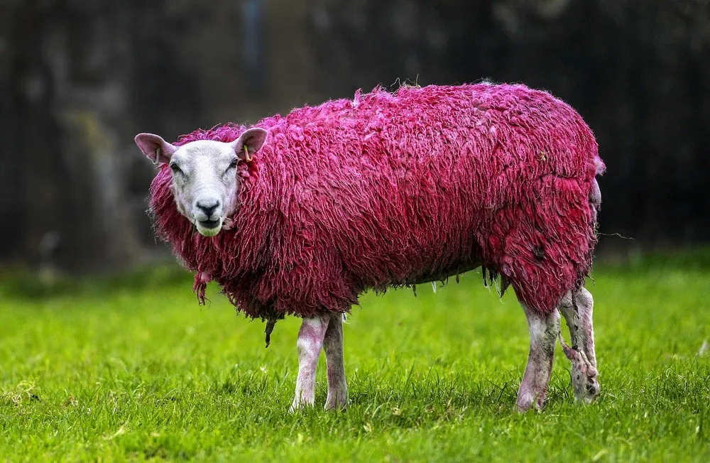 The Week in Pictures: Animals, May 3 – May 9, 2014