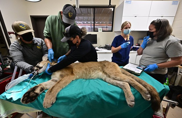 Mountain lion MOU-10M is measured and tested for vitals by members of the California Fish and Wildlife Department at the San Diego Humane Society's Ramona Wildlife Center in Ramona, California on June 26, 2024 before his release back into the wild later that day. “Mountain lions are one of the many species that are threatened by urban expansion”, Andy Blue of the San Diego Humane Society's Ramona Wildlife Center, told AFP. “They've lived here forever, and now we're building homes and facilities out in their property”, said Blue. “So it's inevitable that there's going to be interaction between them”. (Photo by FRederic J. Brown/AFP Photo)