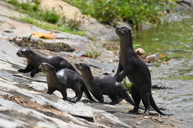 A group of smooth-coated otters climbs up along the banks of the Kallang River in Singapore on March 16, 2022. (Photo by Roslan Rahman/AFP Photo)