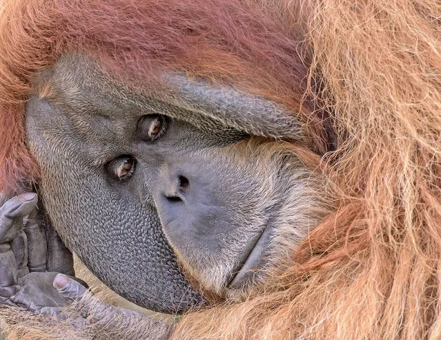 Orangutan Bimbo relaxes at the zoo in Leipzig, Germany, Tuesday, July 14, 2015. (Photo by Jens Meyer/AP Photo)