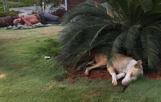 A stray dog and a homeless person sleep under bushes on a hot summer afternoon in Hyderabad, India, Friday, May 20, 2016. The prolonged heat wave this year has already killed hundreds and destroyed crops in more than 13 states. The extreme heat has impacted hundreds of millions in western India  with record temperatures Friday reaching as high as a scorching 51 degrees Celsius (123.8 Fahrenheit). (Photo by Mahesh Kumar A./AP Photo)