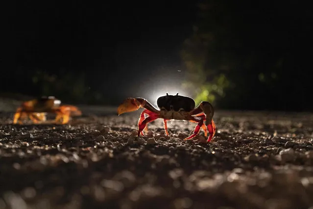 Crabs cross a road in Giron, Cuba, Sunday, April 10, 2022. Millions of crabs emerge at the beginning of the spring rains and start a journey to the waters of the Bay of Pigs to spawn  in a yearly migration. (Photo by Ramon Espinosa/AP Photo)