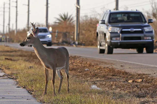 In this Wednesday, September 13, 2017, file photo, a Florida Key deer stands on the side of Overseas Highway in the aftermath of Hurricane Irma in Big Pine Key, Fla. The endangered deer's protection with the Endangered Species Act is intended to be stripped by the US Fish and Wildlife Service. A letter from the agency shows that the Service made a determination that there is no more threat to the deer, which is beloved by locals. (Photo by Alan Diaz/AP Photo/File)