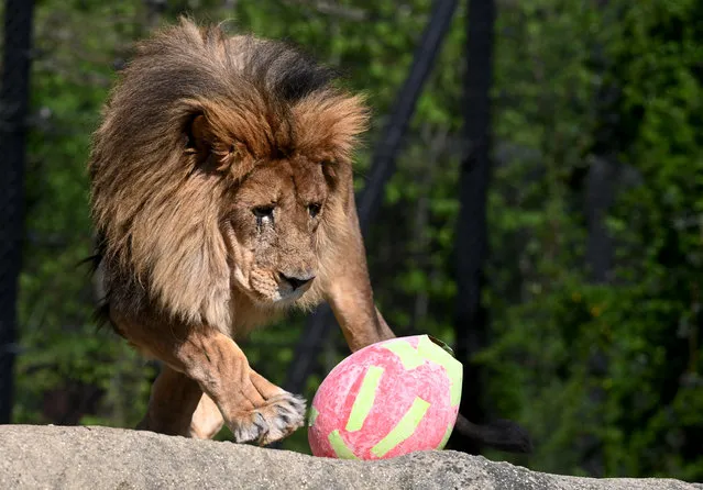 A lion looks at a large Easter egg containing treats at the zoo in Zagreb, on April 18, 2022. On the occasion of Easter Monday, the Zoo management decided to honor the animals with their favorite treats. (Photo by Denis Lovrovic/AFP Photo)
