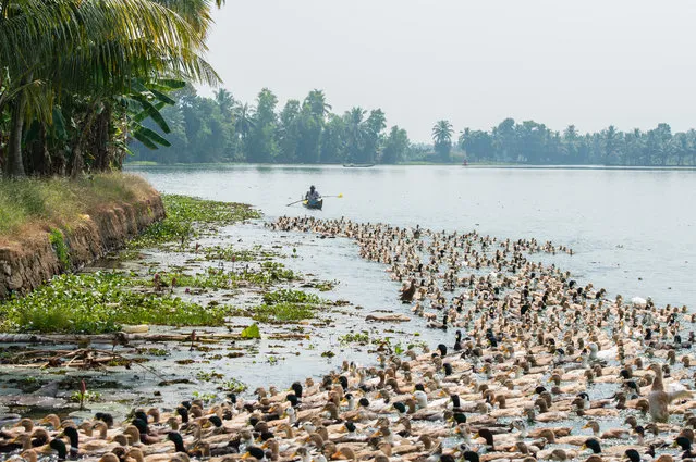 A farmer herds a flock of domesticated ducks towards his rice paddy near Alleppey in south-west India. The ducks will be fattened for market on fallen grains. The farmers leave their ducks in the paddy fields after harvest to eat the leftover grains, and later sell the eggs and meat in the local markets. The Kerala backwaters are a labyrinthine system formed by more than 900km of interconnected canals, rivers, lakes and inlets, lying parallel to the Arabian Sea coast (known as the Malabar Coast) in southern India. (Photo by AJ Heath Photography)