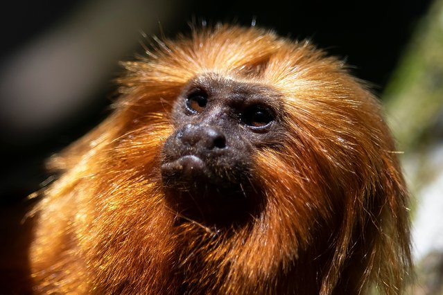 A golden lion tamarin sits in a tree in the Atlantic Forest region of Silva Jardim, Rio de Janeiro state, Brazil, Friday, July 8, 2022. The little primate, whose name derives from the shock of orange fur that frames its face like a mane, has watched its habitat shrink over decades – even centuries – of rampant deforestation. Animal traffickers have also targeted the brightly colored monkeys. (Photo by Bruna Prado/AP Photo)