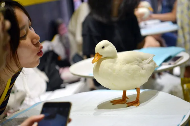 People sit by a table with a call duck on it at an animal theme cafe on August 19, 2019 in Chengdu, Sichuan Province of China. The cafe owns 4 ducks and 2 pigs. (Photo by Zhang Lang/China News Service/Visual China Group via Getty Images via Getty Images)