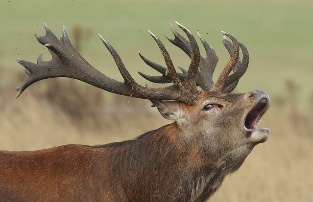 A deer stag barks as the annual rutting season begins, during above average seasonal temperatures, in Richmond Park, London, Britain, on September 19, 2024. (Photo by Toby Melville/Reuters)