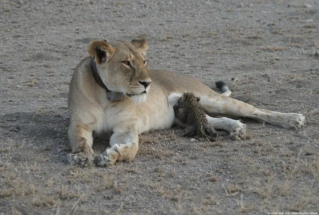 A leopard cub is seen suckling on a lioness  in the Ngorongoro Conservation Area, Tanzania, in this handout picture taken July 11, 2017. The lioness, known locally as “Nosikitok”, is well known to scientists as she is radio-collared and monitored by KopeLion, a Tanzanian conservation NGO supported by Panthera. (Photo by Joop Van Der Linde/Reuters/Panthera)