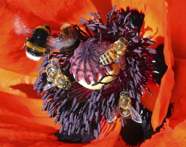 Honey bees and ground bumblebees fly with thick purple pollen pouches to the flower of a corn poppy, also called poppy or corn rose, to obtain nectar in Berlin, Germany, Tuesday, June 7, 2022. Bumblebees, which like bees belong to the stinging bee family, form so-called summer colonies that exist for only a few months. (Photo by Wolfgang Kumm/dpa via AP Photo)