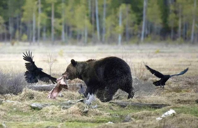 A brown bear is photographed as he tears meat, surrounded by two crows, in a forest near the Russian border, in Hukkajaervi, eastern Finland, on May 15, 2022. (Photo by Olivier Morin/AFP Photo)