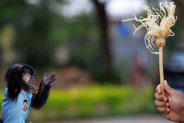 A monkey named Miguel receives a Franciscan's blessing during a mass in honor of Saint Francis of Assisi on the Saint’s feast day in Brasilia, Brazil on October 4, 2024. (Photo by Ueslei Marcelino/Reuters)