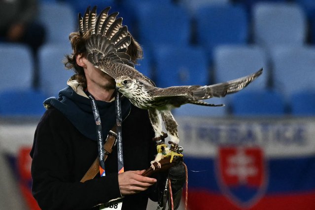 A man holds a falcon, mascot of Slovakia's national football team, prior to the UEFA Nations League, League C Group C1 football match Slovakia vs Sweden, in Bratislava on October 11, 2024. (Photo by Joe Klamar/AFP Photo)