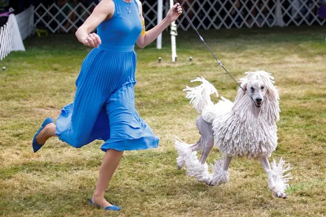 A Standard Poodle dog competes during the 146th Westminster Kennel Club Dog Show at the Lyndhurst Estate in Tarrytown, New York, U.S., June 21, 2022. (Photo by Eduardo Munoz/Reuters)