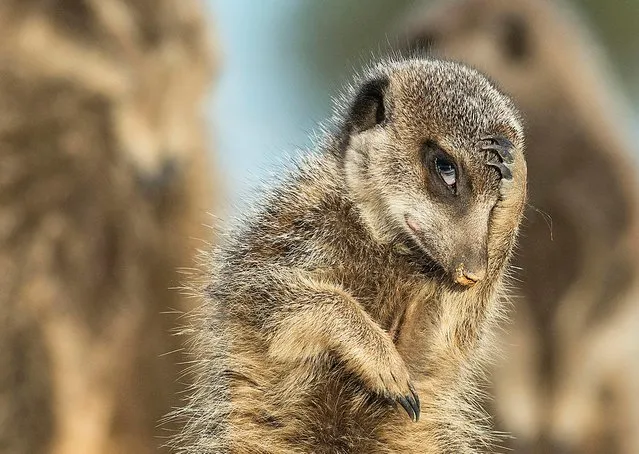 A meerkat appears to look like it’s just remembered it needs to be somewhere on May 27, 2015 in Little Karoo, South Africa. (Photo by Brigitta Moser/Barcroft Images)