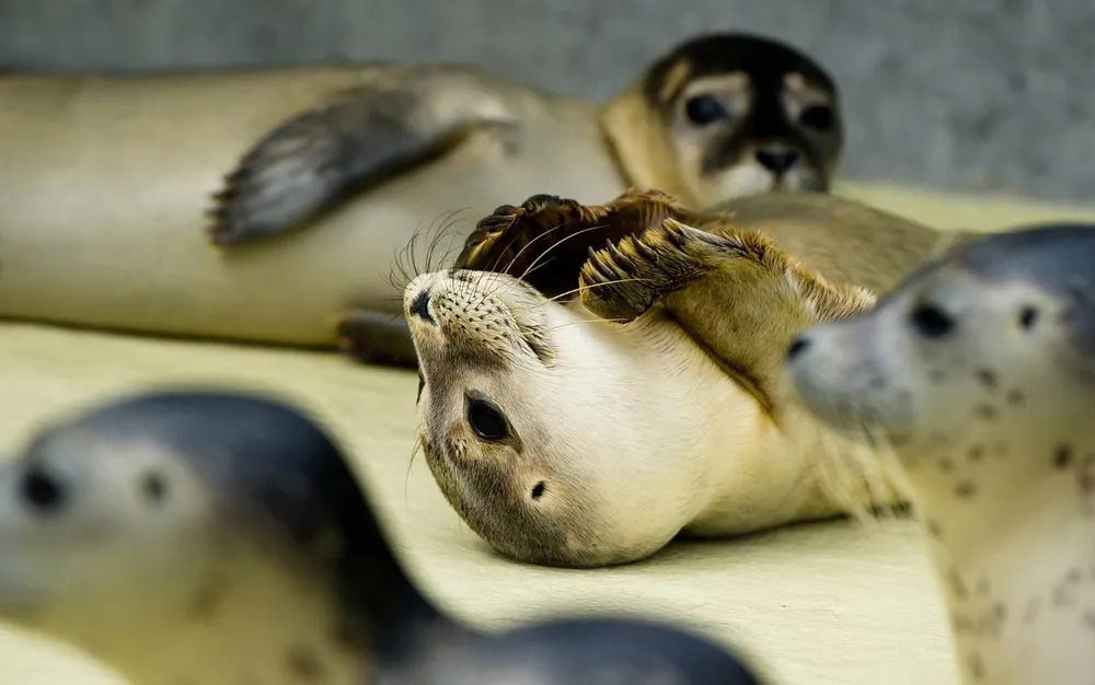 The Week in Pictures: Animals, August 3 – August 8, 2014