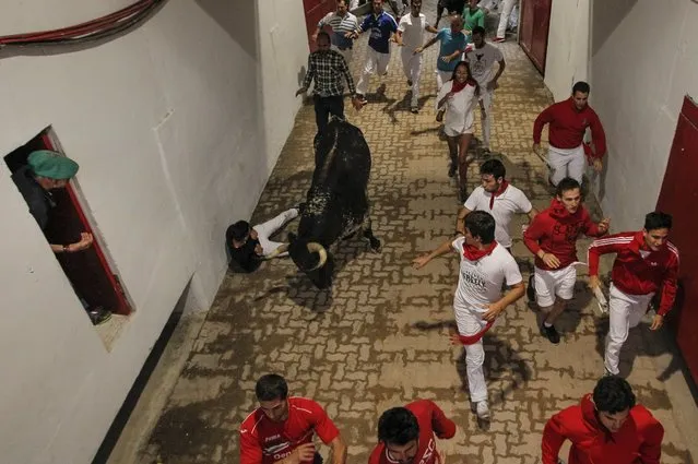 Revelers run beside a Victoriano del Rio Cortes's fighting bull as one falls while entering the bullring during the sixth running of the bulls at the San Fermin Festival, in Pamplona, northern Spain, Tuesday, July 12, 2016. Revelers from around the world flock to Pamplona every year to take part in the eight days of the running of the bulls. (Photo by Alvaro Barrientos/AP Photo)