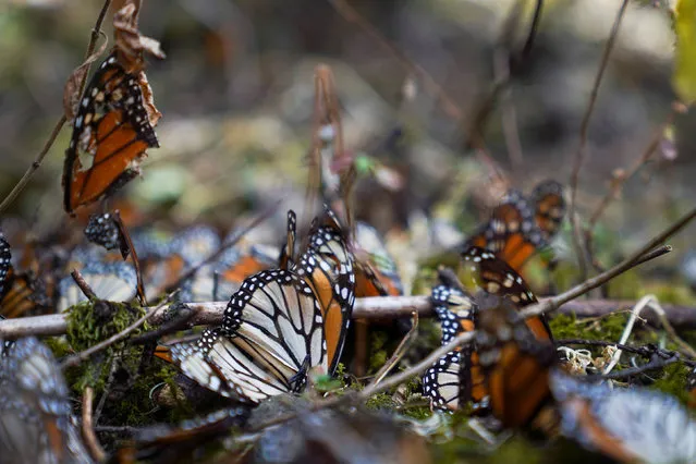 Dead monarch butterflies litter the ground at El Rosario sanctuary, in El Rosario, in Michoacan state, Mexico on February 11, 2021. (Photo by Toya Sarno Jordan/Reuters)