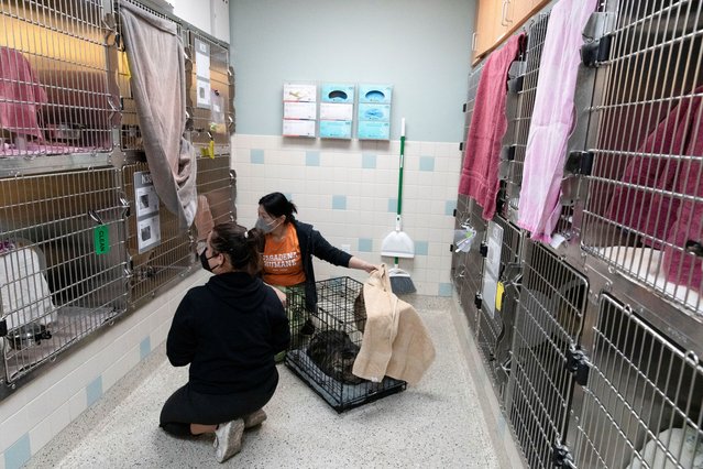 Staff at the Pasadena Humane Society work to provide shelter for pets of residents evacuated due to Eaton Fire, on January 8, 2025. (Photo by Zaydee Sanchez/Reuters)