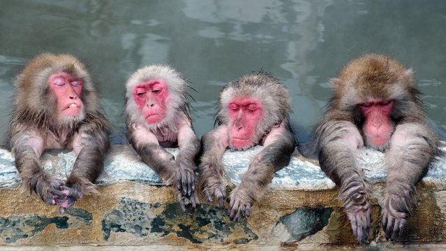 A group of Japanese monkeys soak themseves in the hot spring at the Hakodate Tropical Garden in Yunokawa Hot Spring resort, Hakodate, Hokkaido Prefecture on December 14, 2021. The monkeys are delicate and sensitive to the temperature and they can relax and enjoy in a hot spring, of which the temperature should be  around 40 C degrees. (Photo by Noriaki Sasaki/The Yomiuri Shimbun via AFP Photo)