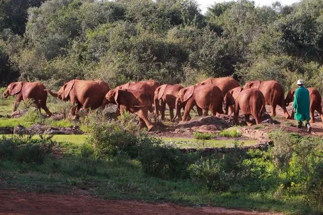 A Kenyan wildlife worker (R) leads orphaned elephant babies to the bush to feed at the David Sheldrick Wildlife Trust which takes care of orphaned elephants in Nairobi, Kenya, 13 September 2014. A recent report by Save The Elephants suggests that 100,000 elephants were killed for their tusks in the last three years to feed a surging demand for ivory products, largely in Asia. (Photo by Daniel Irungu/EPA)