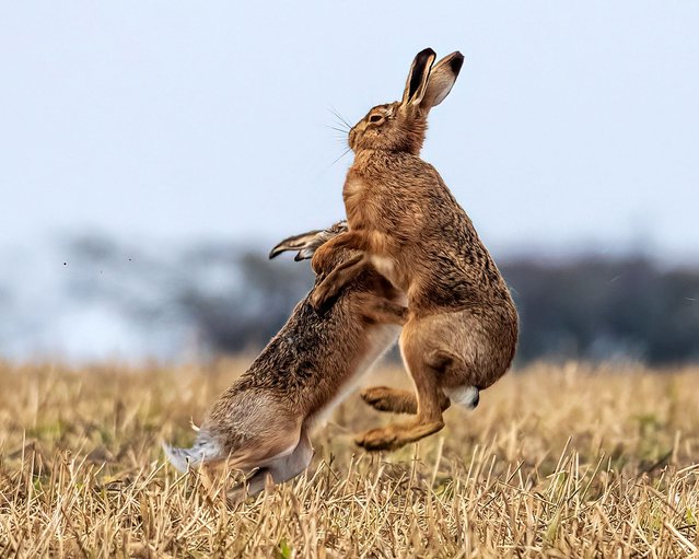 The sight of hares boxing in fields near King’s Lynn in Norfolk, UK on February 19, 2025 shows that spring may finally be on its way. (Photo by Sue Wood/Bav Media)