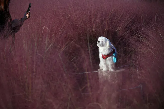A woman takes photographs of her dog in a pink muhly grass field at a park in Hanam, South Korea on October 12, 2022. (Photo by Kim Hong-Ji/Reuters)