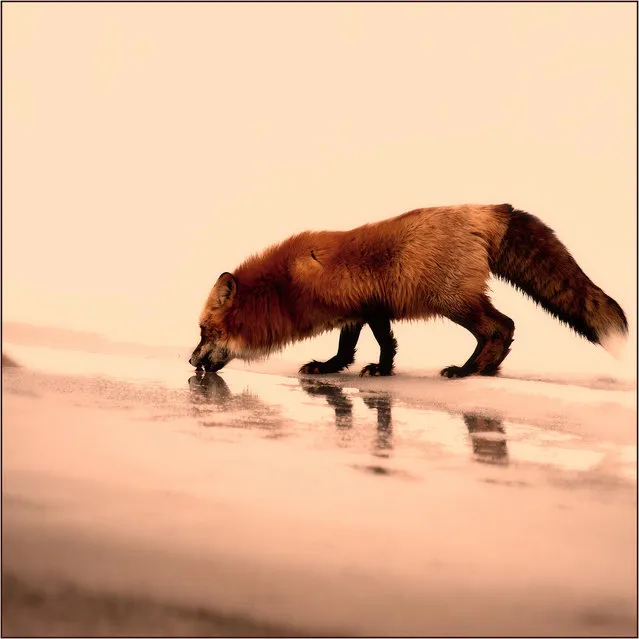 “Red”. Study of Red Fox.