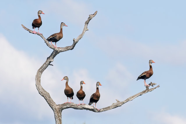 Black bellied Whistling Ducks seen at Green Cay Nature Center & Wetlands in Delray Beach, Florida on March 27, 2025. (Photo by Ronen Tivony/ZUMA Press Wire/Rex Features/Shutterstock)