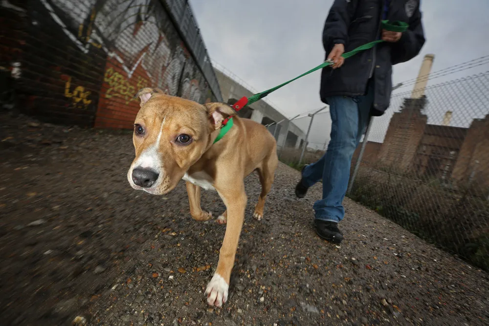 The Rehoming and Rehabilitation of Unwanted Dogs and Cats During the Christmas Holiday