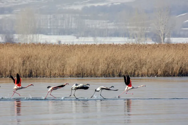 Flamingos are seen as they swimming at Lake Van which hosts many kinds of birds, during winter season on December 18, 2017 in Van, Turkey. (Photo by Ali Ihsan Ozturk/Anadolu Agency/Getty Images)