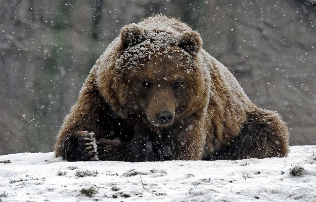 A Kamchatka Brown Bear rests in the first snow at the zoo in Gelsenkirchen, Germany, Monday, November 29, 2010. (Photo by Martin Meissner/Associated Press)