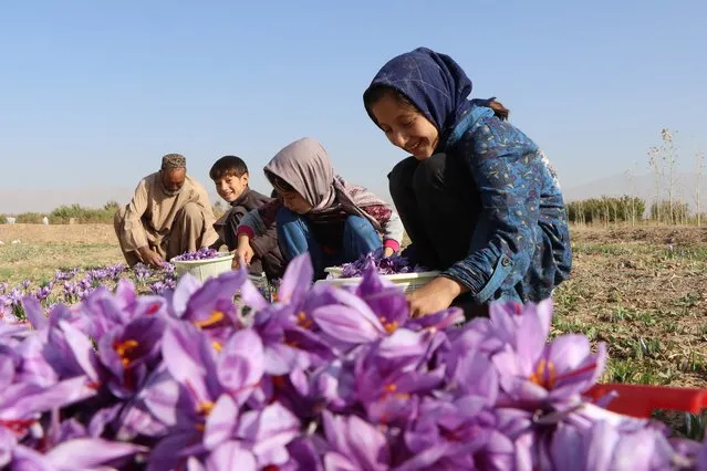 An Afghan man along with children harvest saffron flowers in a field on the outskirts of Herat province on October 31, 2022. (Photo by Mohsen Karimi/AFP Photo)