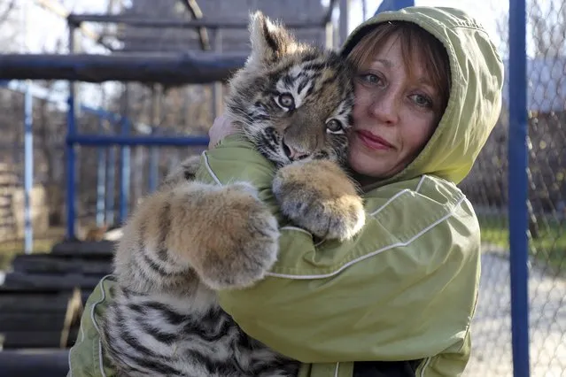 Natalya Lutsenko, technologist of the Mariupol Wildlife Park, holds an Ussuri tiger cub in Mariupol, in Russian-controlled Donetsk region of eastern Ukraine, Tuesday, November 29, 2022. Two newborn lion cubs were abandoned by the previous owners. The same situation happened with two tiger cubs four months ago, they now also live in Mariupol Zoo. (Photo by AP Photo)