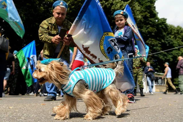 A dog dressed in a Russian airborne stripped vest passes as Russian airborne veterans celebrate the 90th anniversary of the establishment of Russia's airborne forces during the Paratroopers' Day at Gorky park in Moscow on August 2, 2020. (Photo by Kirill Kudryavtsev/AFP Photo)