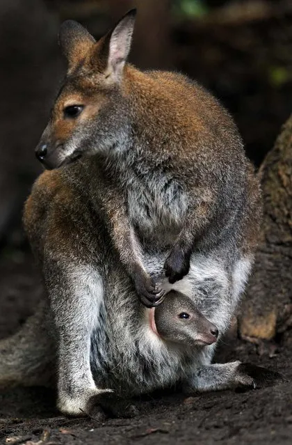 A little Red-necked Wallaby peers out of its mother Bertha's pouch at the Zoo in Hanover, Germany. (Photo by Jochen Luebke/AFP Photo)