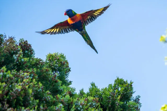 Australian rainbow lorikeets (Trichoglossus Moluccanus) perched on a tree in Adelaide, South Australia on December 30, 2022. (Photo by Amer Ghazzal/Rex Features/Shutterstock)