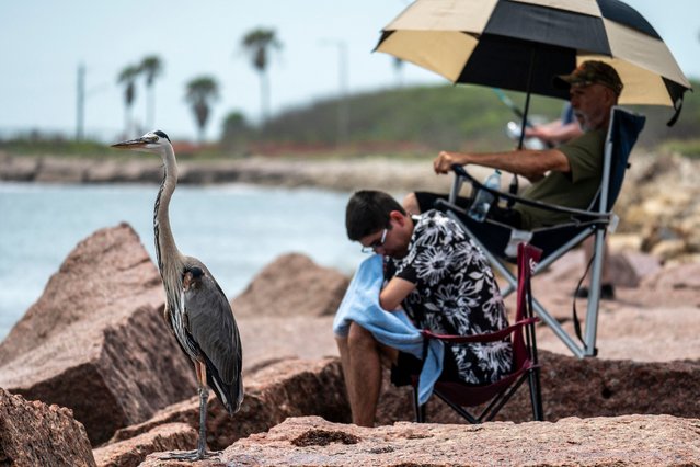 A bird stands near people waiting on South Padre Island to watch the SpaceX Starship rocket launch from Starbase, Texas, on May 27, 2025. SpaceX mission control lost contact with the upper stage of Starship as it leaked fuel, spun out of control, and made an uncontrolled reentry after flying halfway around the world, likely disintegrating over the Indian Ocean, officials said. (Photo by Sergio Flores/AFP Photo)