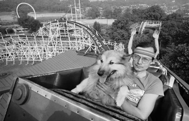 Zonker, a roller coaster-loving canine, and owner Joseph T. Barns, of Brandon, Vermont, go into one of many pulse-stopping turns on the thunderbolt coaster as part of the American Coaster enthusiasts third annual convention at Kennywood Park near Pittsburgh, June 28, 1980. It was Zonker's sixteenth ride on a coaster and his second of the day on the Thunderbolt, once the number one among coasters in North America. (Photo by Gene Puskar/AP Photo)
