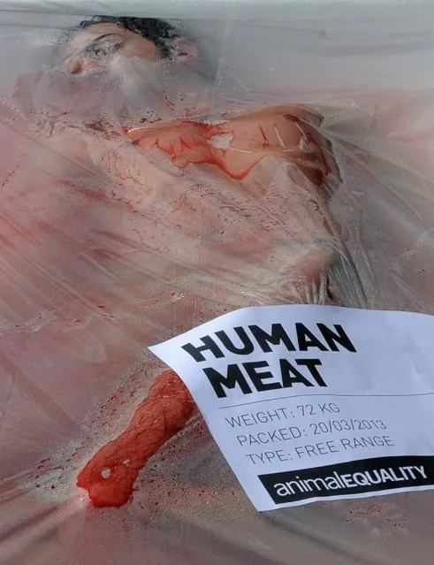An activist from the animal rights group "Animal Equality" poses in a giant meat packaging tray at the Cathedral square in Barcelona on March 20, 2013 during an event to mark global meat-free day. (Photo by Lluis Gene/AFP Photo)