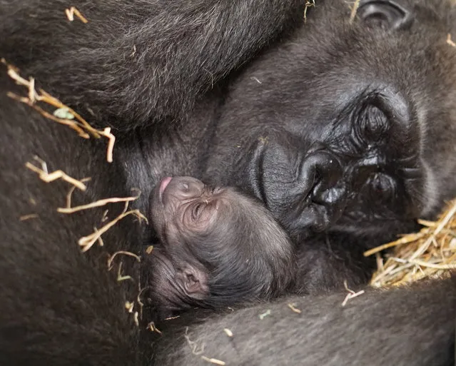 A male western lowland gorilla baby rests with his mother Kiki a day after being delivered by Cesarean section at the Franklin Park Zoo in Boston, Massachusetts, U.S. on October 15, 2020. (Photo by Franklin Park Zoo/Handout via Reuters)