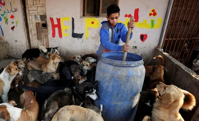 A boy prepares food for dogs at Rooh shelter as animal shelters in Egypt are struggling after an increase in prices of imported food and medicine, and a fall in donations, fueled by the devaluation of the Egyptian pound, at the Saqqara area, in Giza on the outskirts of Cairo, Egypt on January 22, 2023. (Photo by Mohamed Abd El Ghany/Reuters)