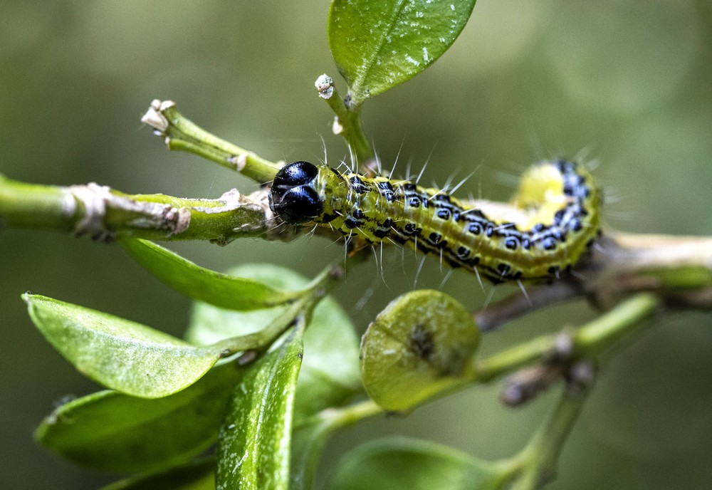 Some Photos: Insects