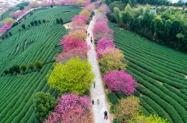 Tourists walk under the blossoming cherry trees at a tea plantation in Yongfu Town on February 19, 2018 in Longyan, Fujian Province of China. (Photo by VCG/VCG via Getty Images)